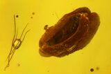 Fossil Cicada Larva and Multiple Flower Stamen in Baltic Amber #159827-4